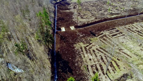 Aerial-flyover-deforested-trees-in-forest-woodland-during-sunny-day---Forest-clearance-after-stormy-night