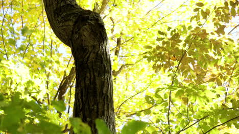 crooked tree trunk nestled amongst autumn foliage