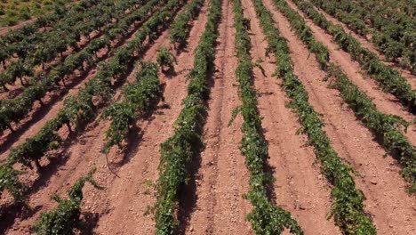 Rows-of-vineyard-on-field-in-countryside