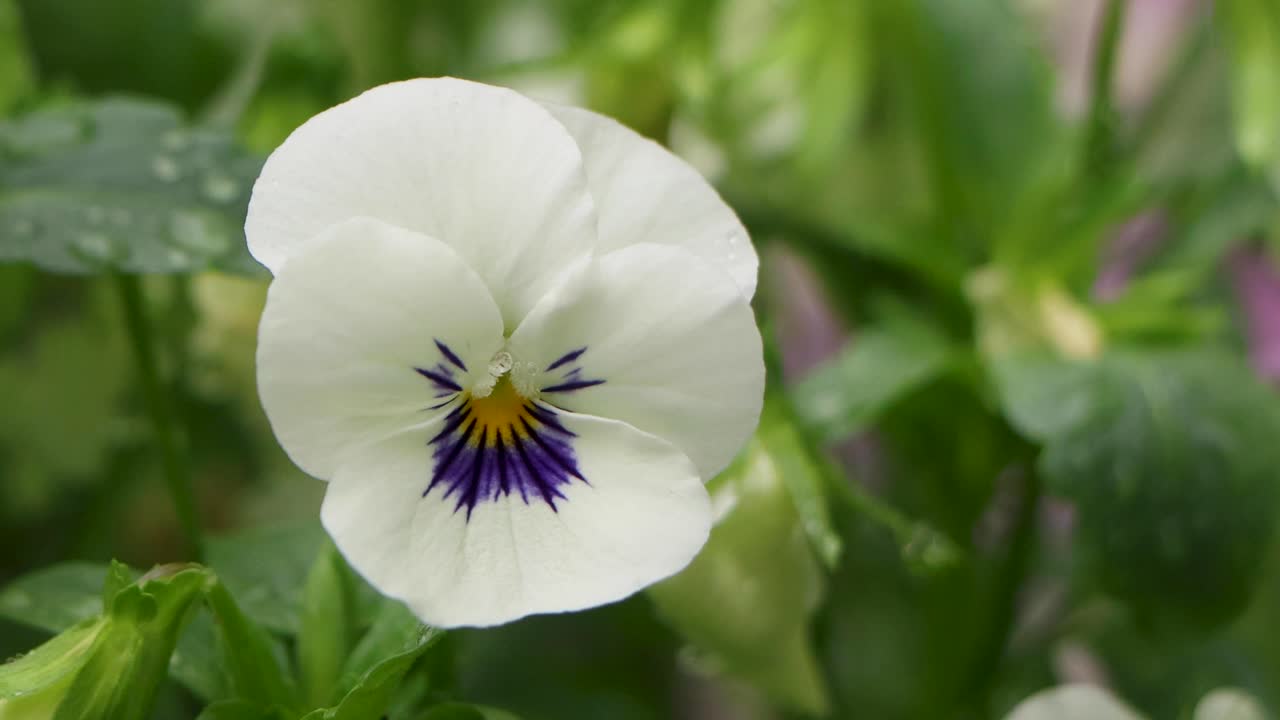 도쿄 최고의 전망