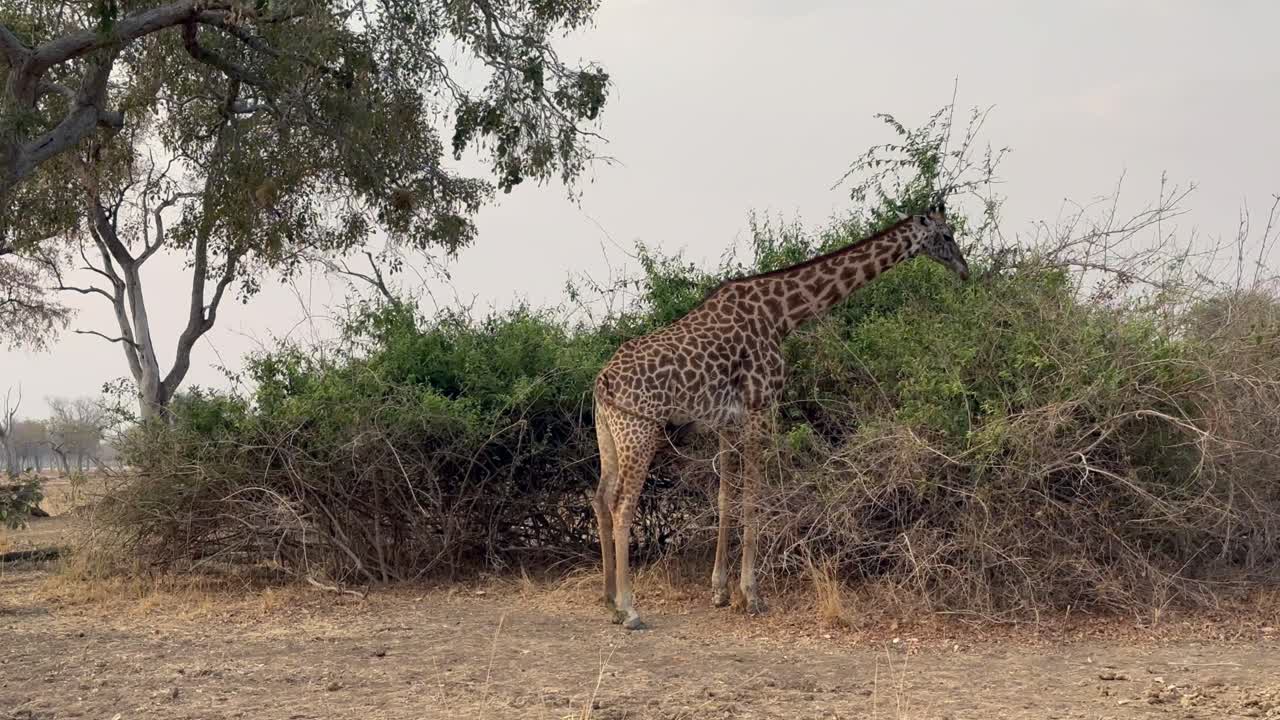 Thornicroft's giraffe (Giraffa camelopardalis thornicrofti) eating leaves during the dry season in South Luangwa National Park, Zambia.
