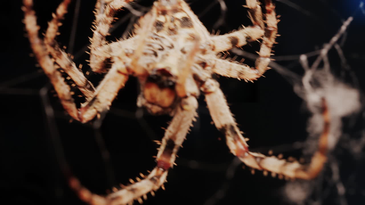 Close up of a spider sitting in its web, showing intricate details of its body and fine silk threads