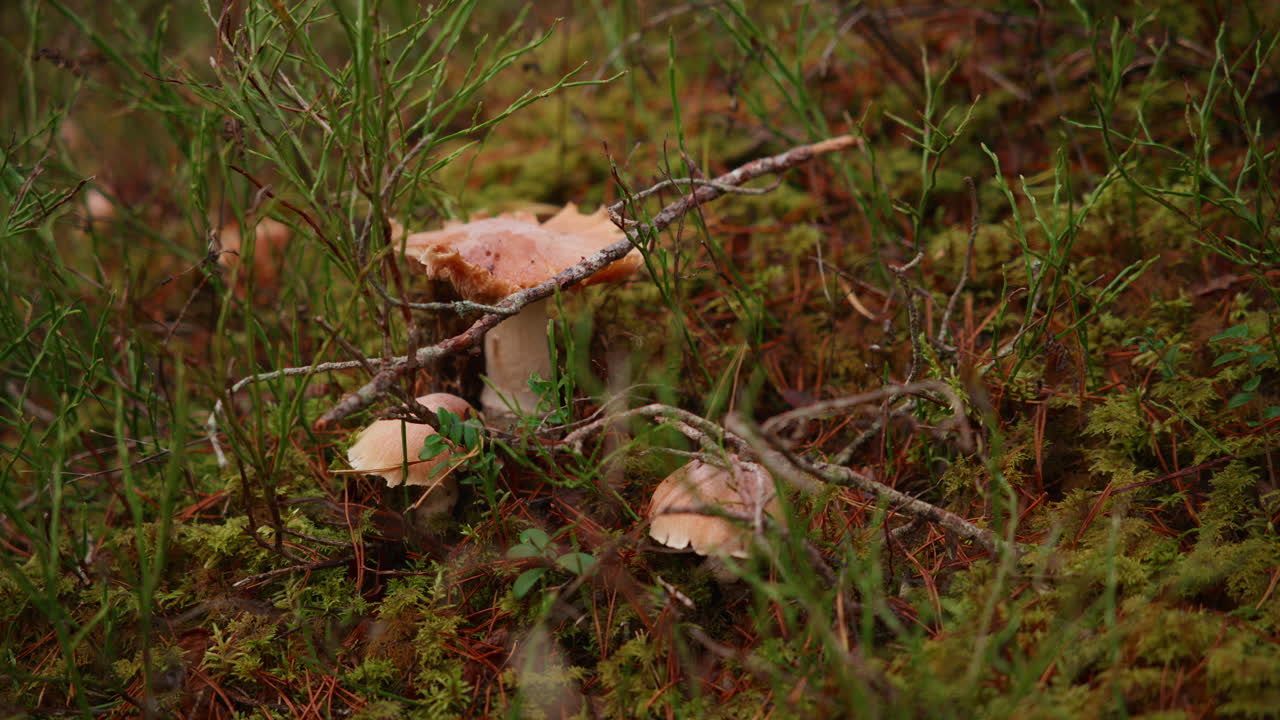 Mushrooms in the forest on an autumn day in Norway