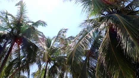 Slow-motion-shot-of-the-top-of-palm-trees-with-the-sun-cutting-through