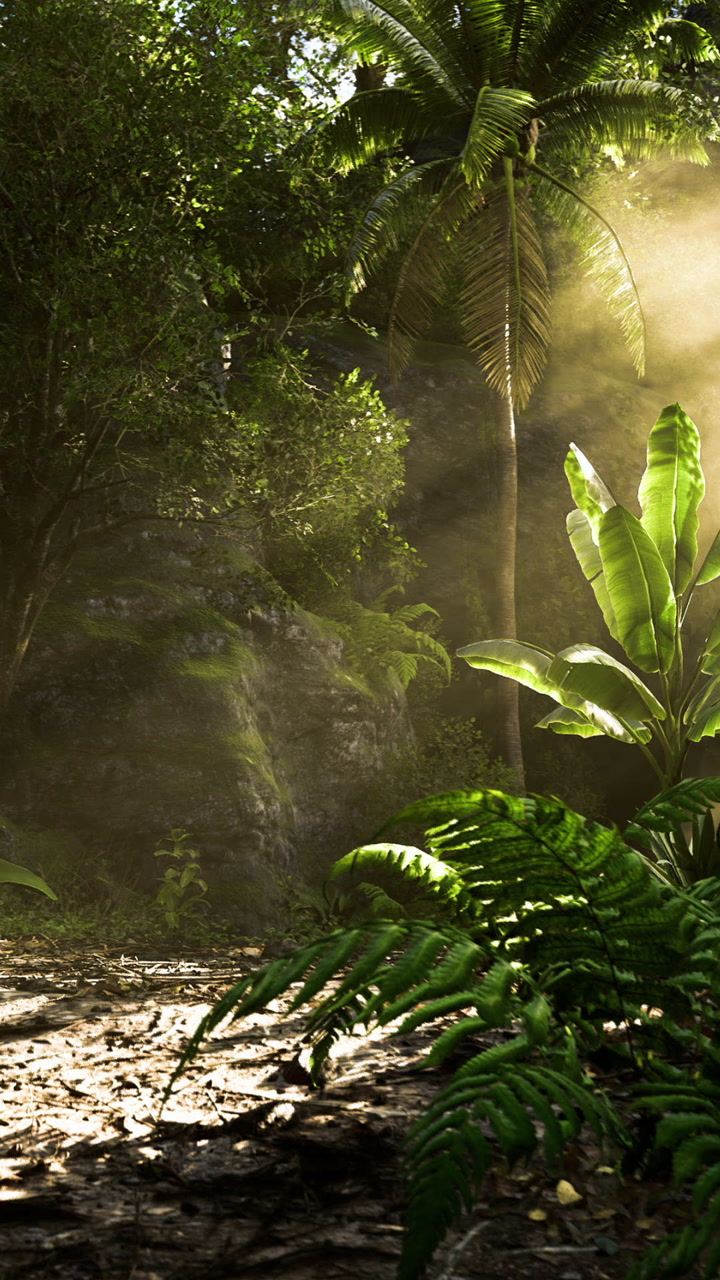 Sunlight streams through trees in a lush tropical forest filled with greenery