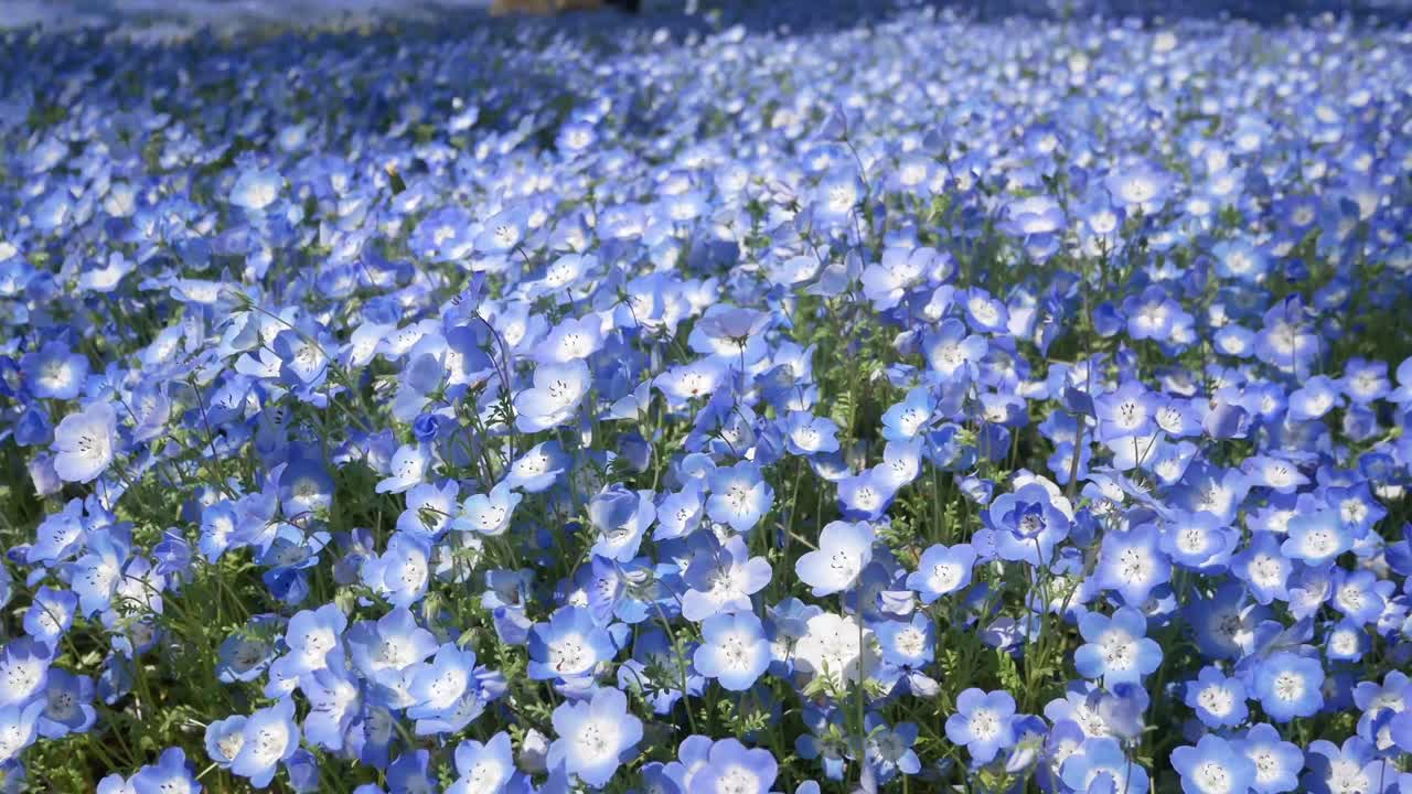 히비야 공원 정원에 있는 푸른 네모필라 꽃의 들판 - 일본 도쿄 여름 봄 햇살 낮 시간 -4k uhd 비디오 영화 영상