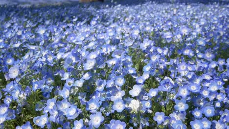 field of the blue nemophila flower in hibiya park garden -tokyo, japan in summer spring sunshine day time -4k uhd video movie footage short