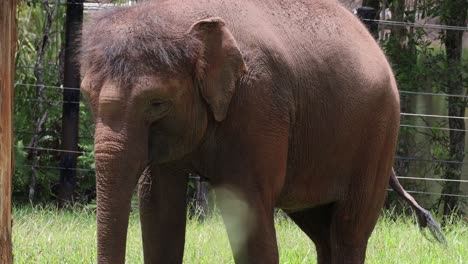 young elephant moves and grazes in a fenced area