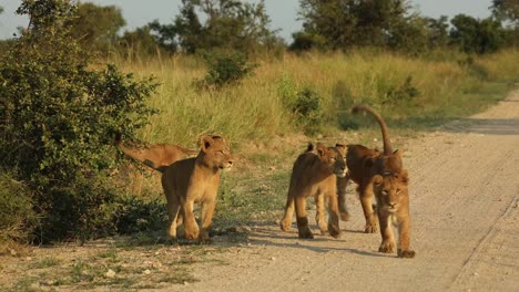 wide shot of five lion cubs playing in the road in beautiful morning light, greater kruger