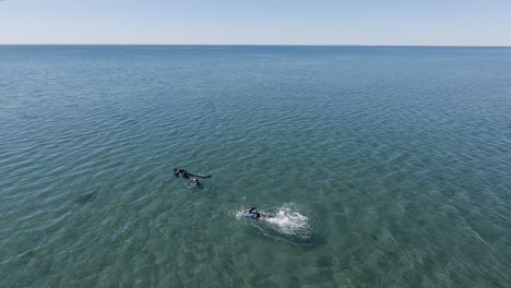 two people in wetsuits swimming in the rippling blue sea in villarino beach on a sunny day - aerial