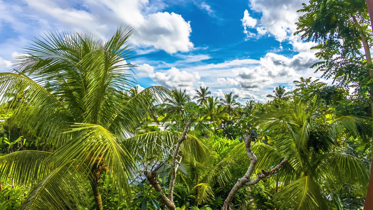 Time-lapse through tropical palm tree canopy on sunny day with scattered clouds