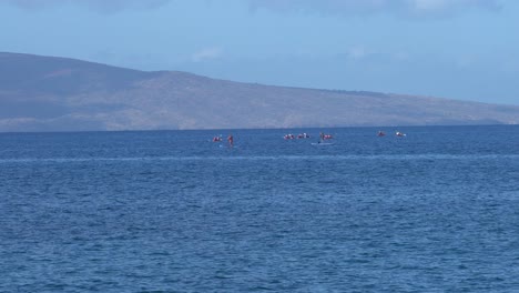 Cría-De-Ballena-Jorobada.-4k