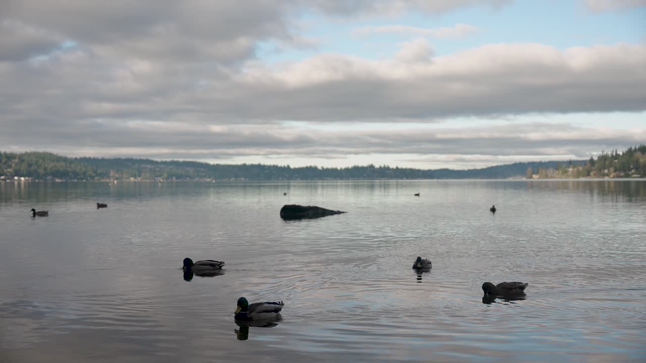 Wide shot of ducks swimming across Lake Sammamish in Washington State on a beautiful winters day. The water is clear, the clouds are reflecting off the ocean and large homes line the shore.