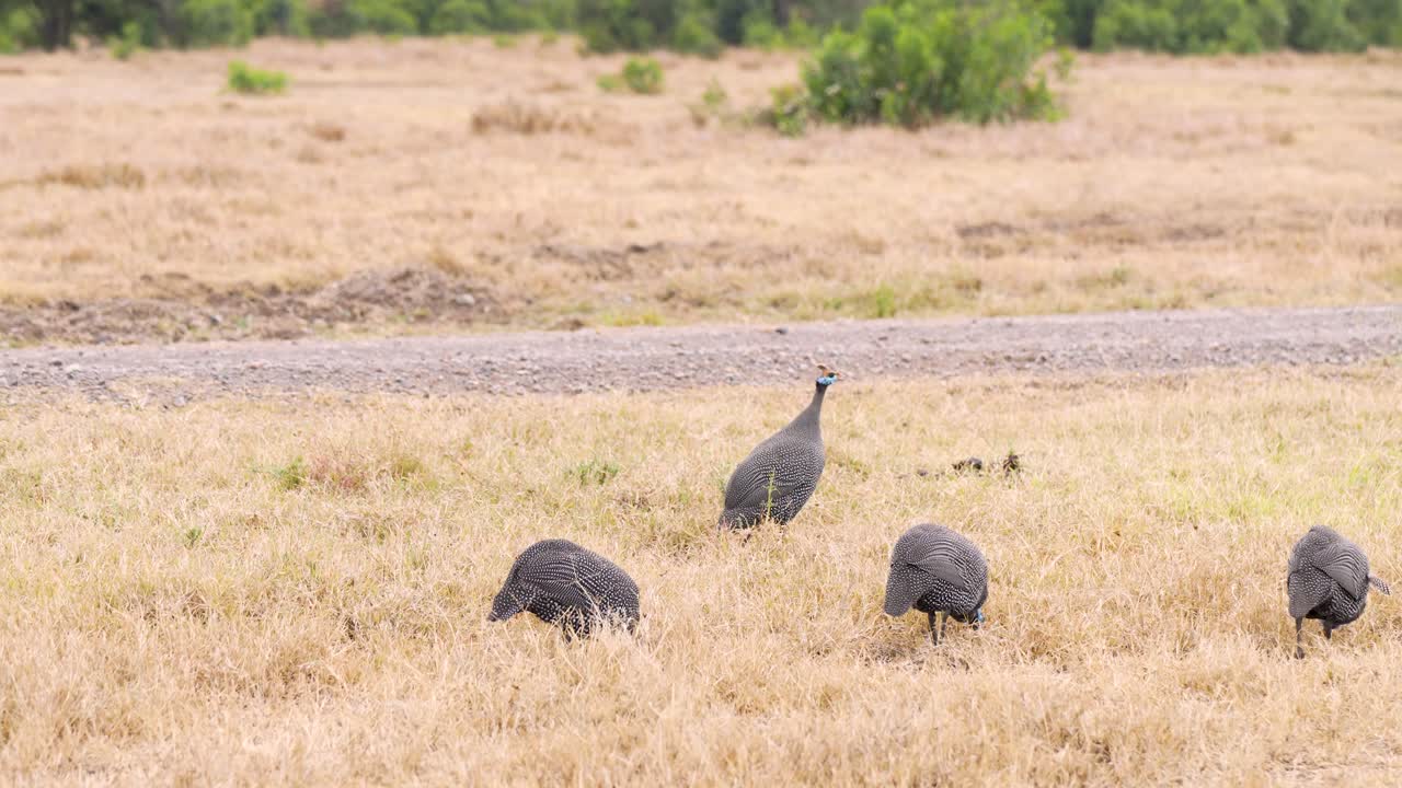 Kenya'daki savan otlak habitatında yerde yiyecek arayan ve beslenen küçük bir miğferli beç tavuğu sürüsü.