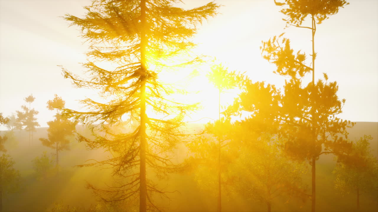 восход солнца в туманном лесу