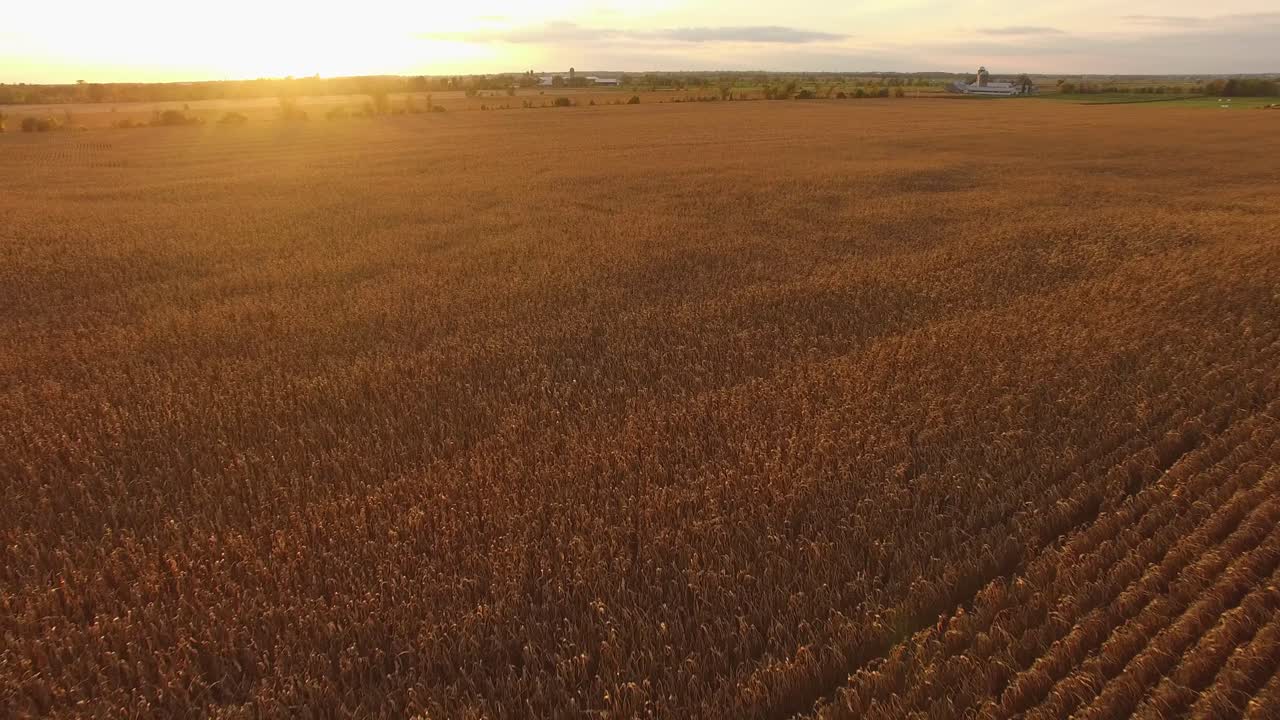 hermoso campo de maíz dorado al atardecer de otoño en canadá