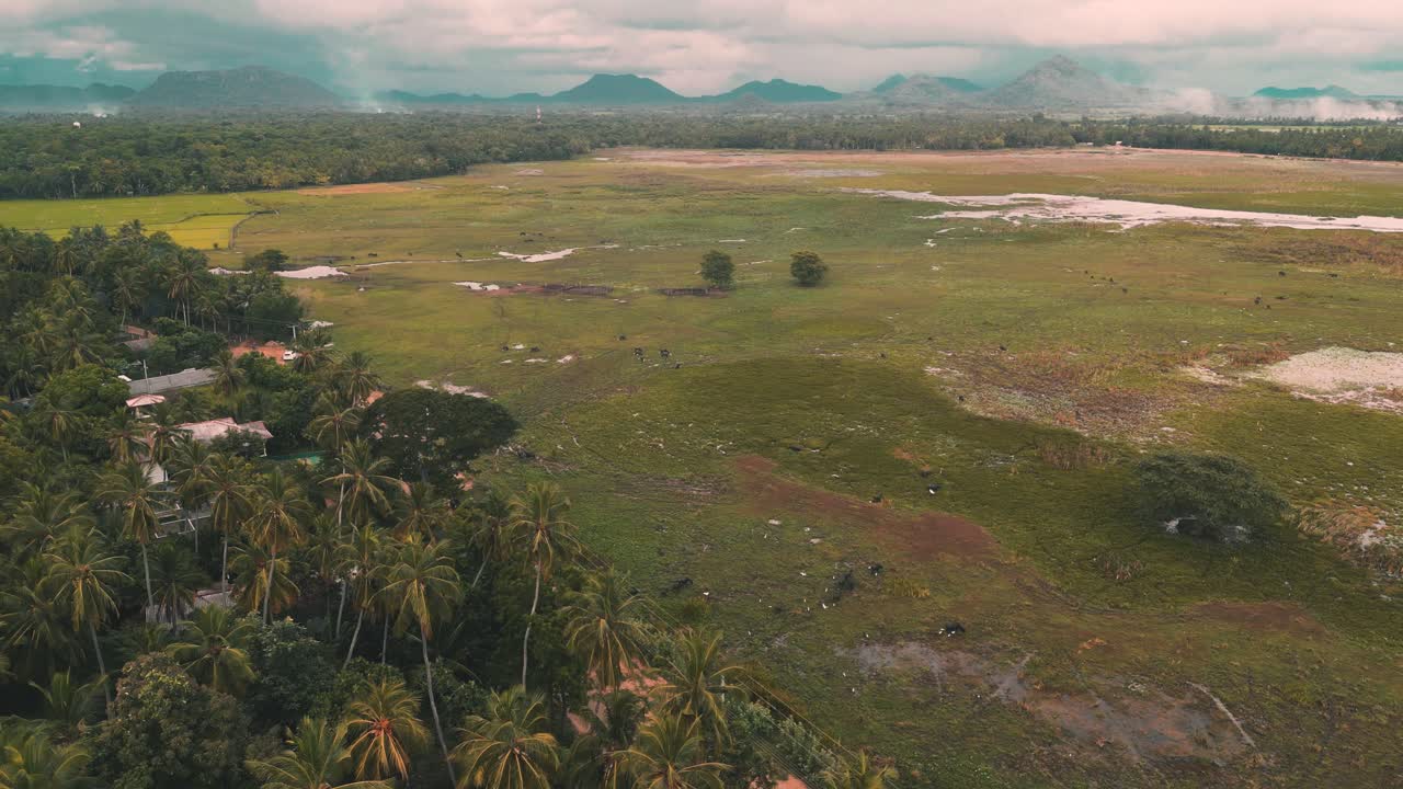 aerial view of a dry lake with surrounded of coconut trees with few buffalos walking on it and mountains in background - Tissamaharama - Sri lanka