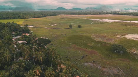 vista aérea de un lago seco rodeado de cocoteros con pocos búfalos caminando sobre él y montañas en el fondo - tissamaharama - sri lanka