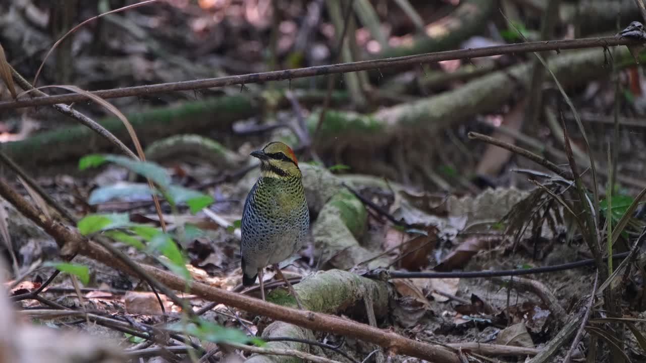숲에서 먹이를 찾고 있는 파란 피타 하이드로니스 시아네우스 (pitta hydrornis cyanneus)
