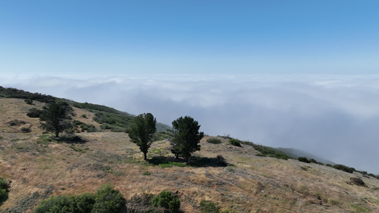 Santa Barbara California, closing in on trees with the clouds in the back.