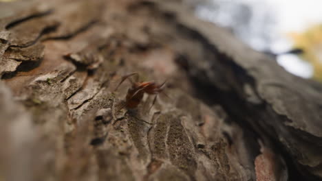 Curious-brown-ant-runs-along-tree-trunk-bark-in-forest