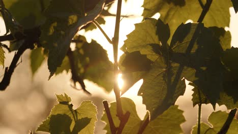 beautiful sunshine glows through green tree leaves, motion view