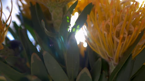 close up of yellow pincushion proteas in a vase, pan left