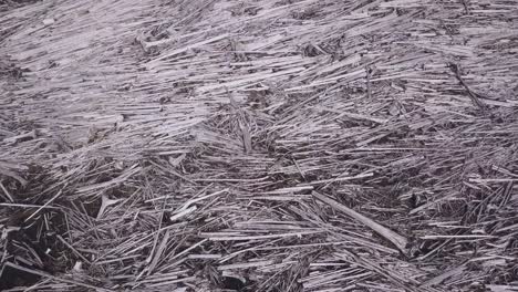 a large raft of floating dead wood on a lakeshore