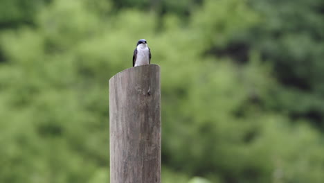 a tree swallow sitting on a fence post surveying the world