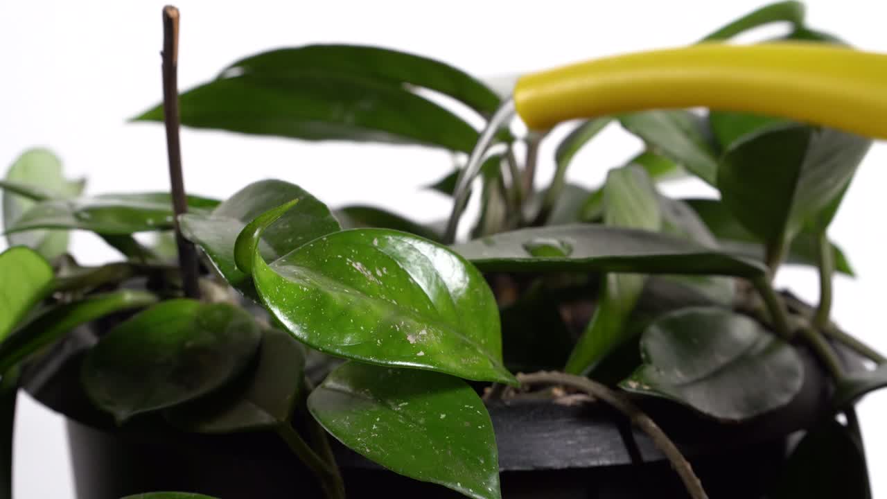 riego hermosa planta verde