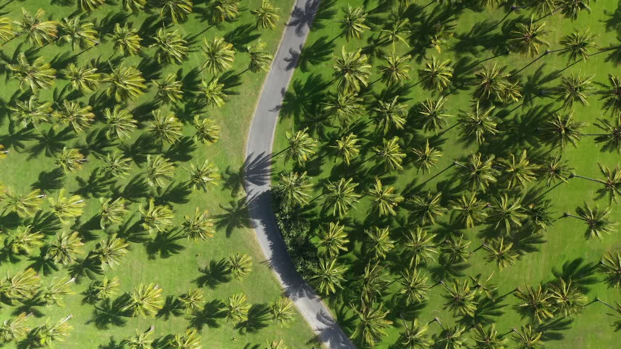 антенна автомобиля, проезжающего через красивую плантацию кокосовых пальм в экзотическом месте для идеального отдыха