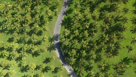 Aerial-of-a-car-driving-through-a-beautiful-plantation-of-coconut-trees-in-an-exotic-location-for-a-perfect-holiday-time