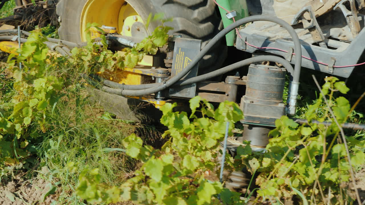 농업 기계는 무농약 제품을 재배하는 잡초를 제거합니다 유기농