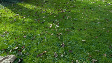 long dolly shot of grass and leaves by drone