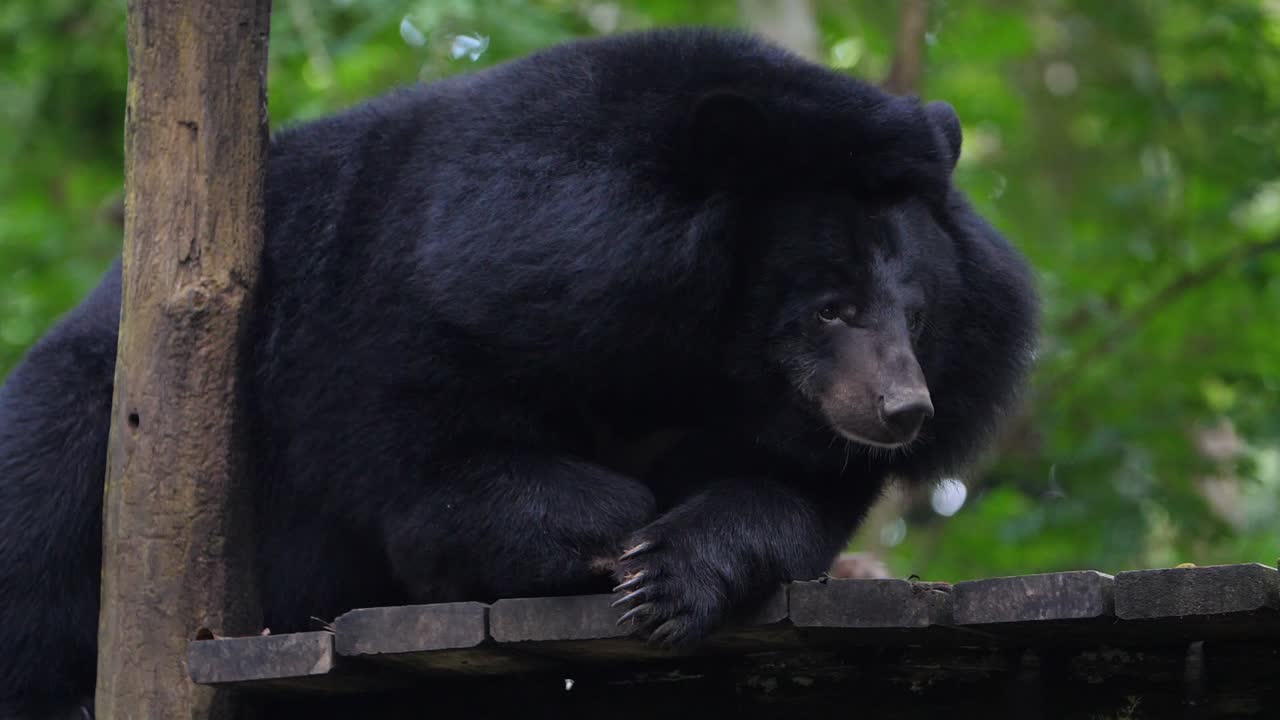Black Bear in Forest Enclosure