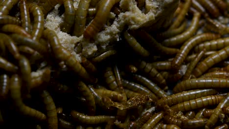 The-Mealworm-is-a-species-of-Darkling-Beetle-used-to-feed-pets-like-fish,-snakes,-birds,-and-frogs