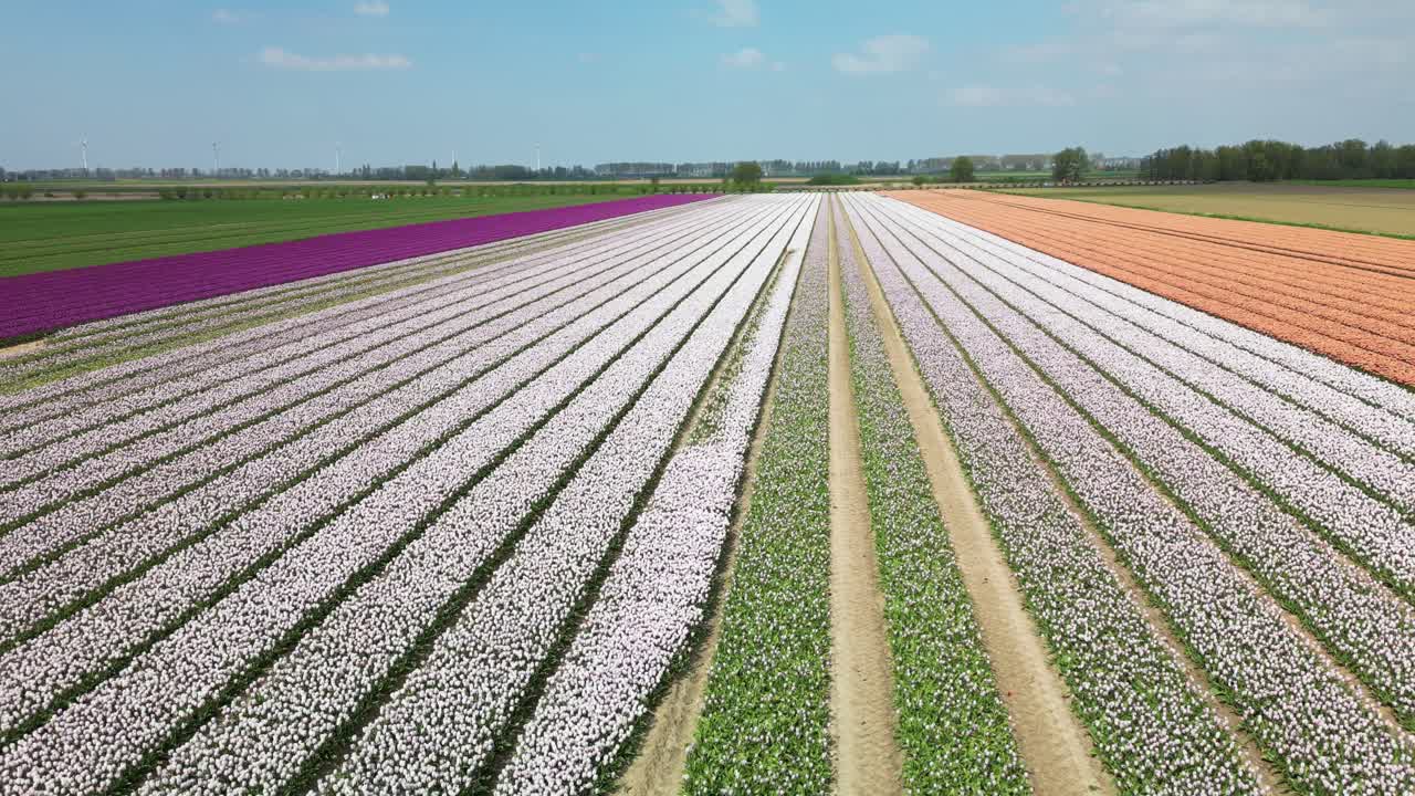 Kleurrijke tulpenvelden