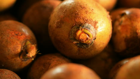 tilt down close up shot of the fruit of coyol palm tree, on an oil producing farm