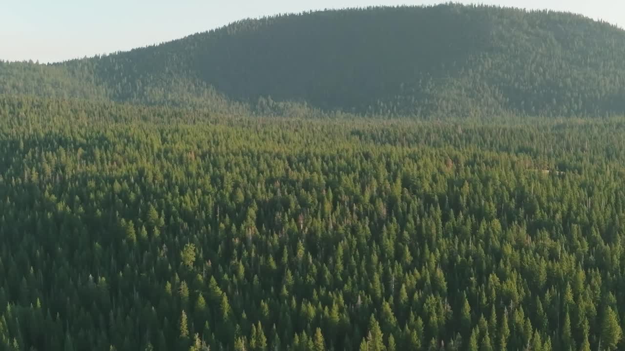 I visitatori si godono la vita all'aria aperta nella foresta vicino al lago Tahoe