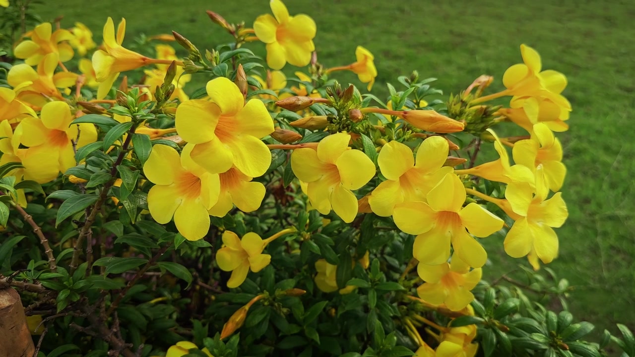 Wide shot of blooming Golden Trumpet flowers with abundant yellow blossoms and fresh green foliage in a vibrant tropical garden