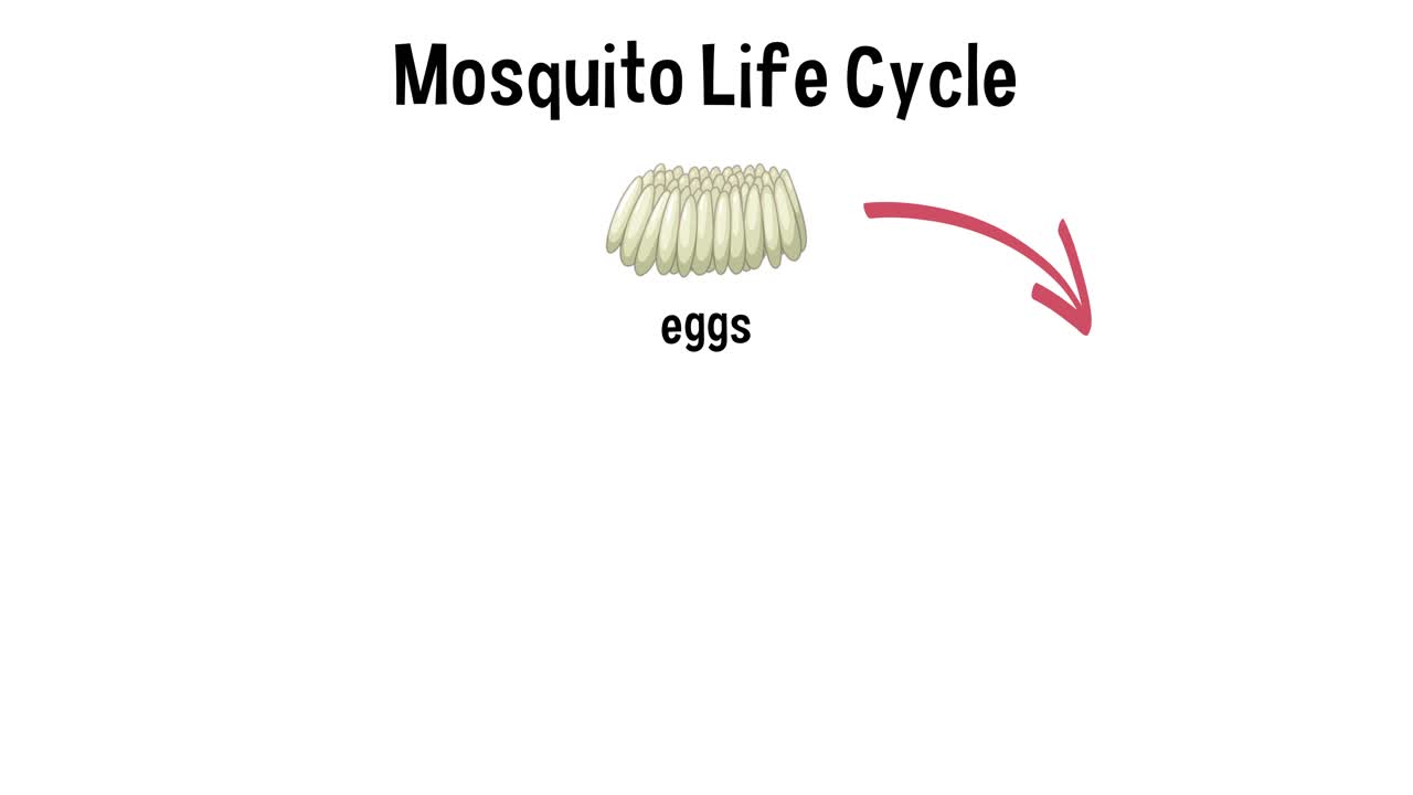 모기의 알에서 성충으로의 발달을 설명합니다.