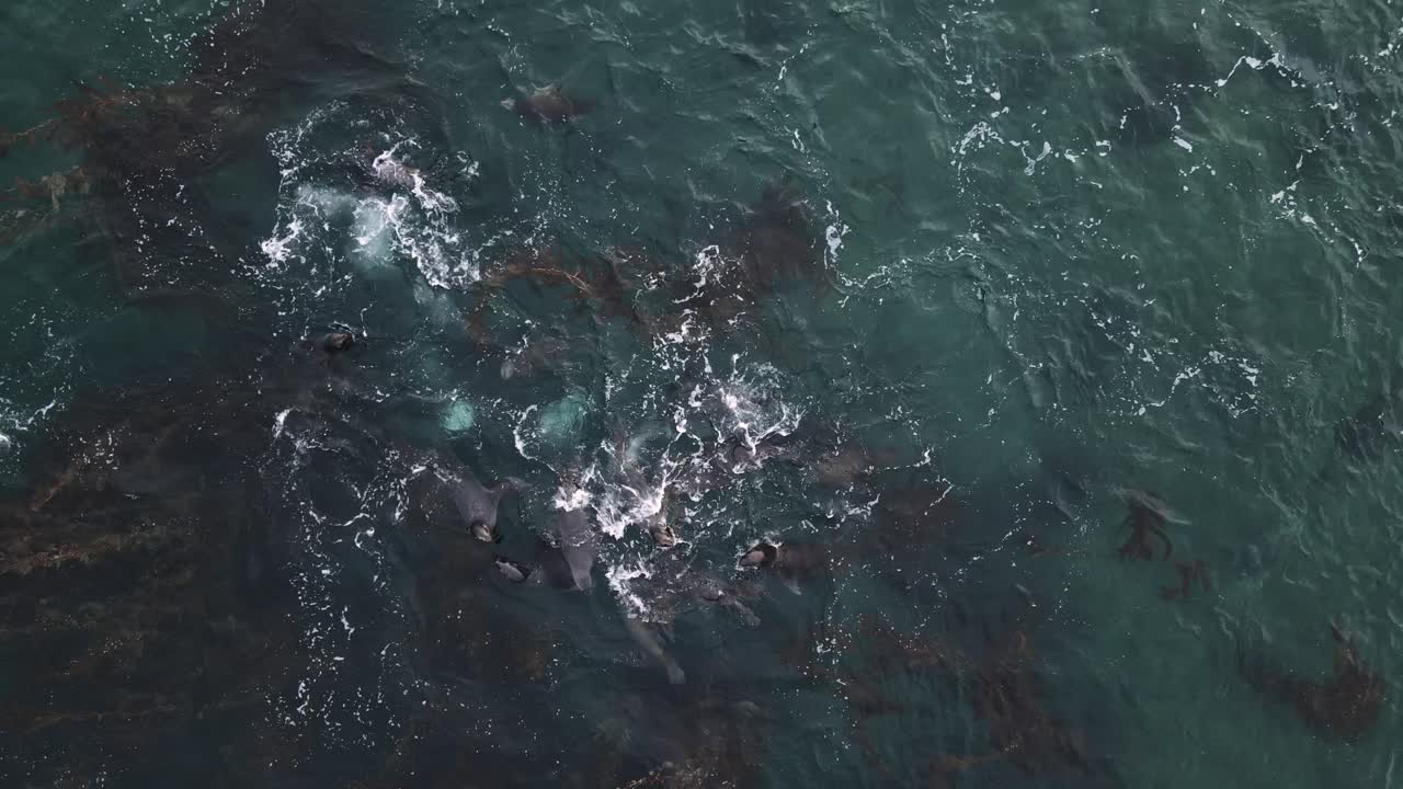 Aerial view of sea lions swimming among algae in Patagonia