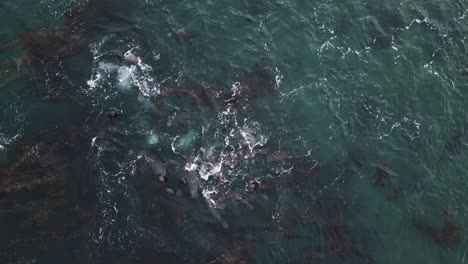 aerial view of sea lions swimming among algae in patagonia