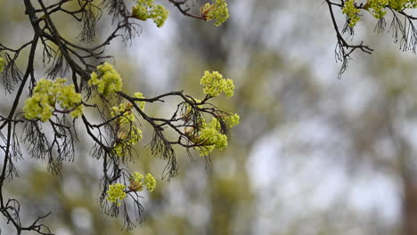 hoja abierta en el árbol en europa