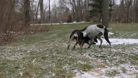 two domesticated dogs playing at biting each other in the snowy forest in winter, nobody, long shot