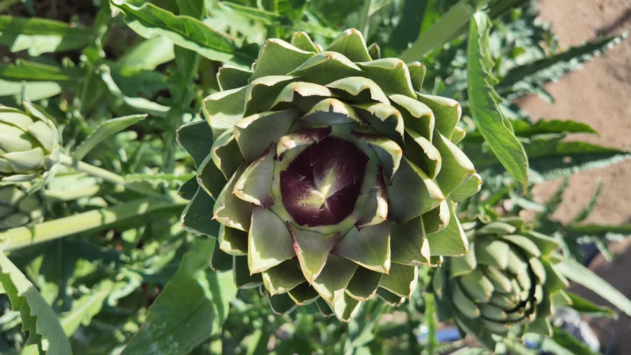 This captivating 20-second 4K Ultra HD time-lapse video showcases the mesmerizing process of an artichoke blooming in a vibrant garden setting