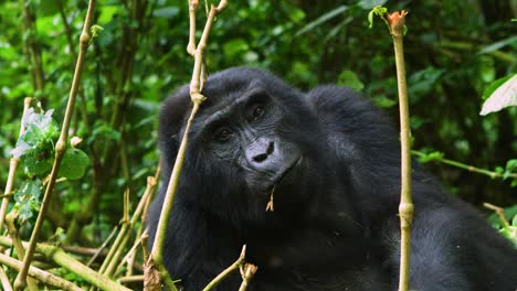 impresionante toma en cámara lenta de gorila comiendo en la naturaleza, ruanda, áfrica