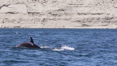 pair of killer whale, orca swimming on the blue ocean on a sunny day in patagonia, argentina