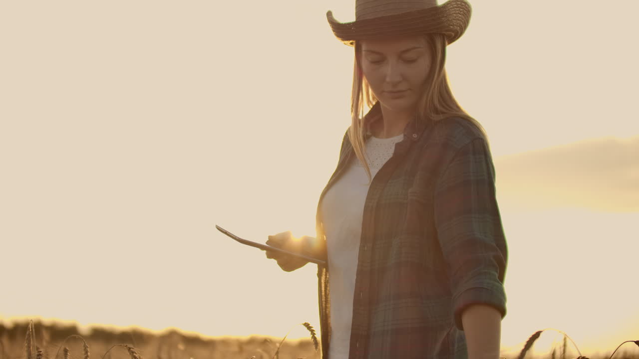 una agricultora en una camisa a cuadros con una tableta en las manos está caminando a través de un campo de trigo al atardecer comprobando la calidad y la madurez de la cosecha