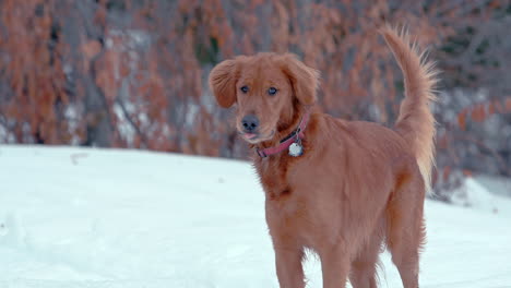 golden retriever looking around in snowy winter park